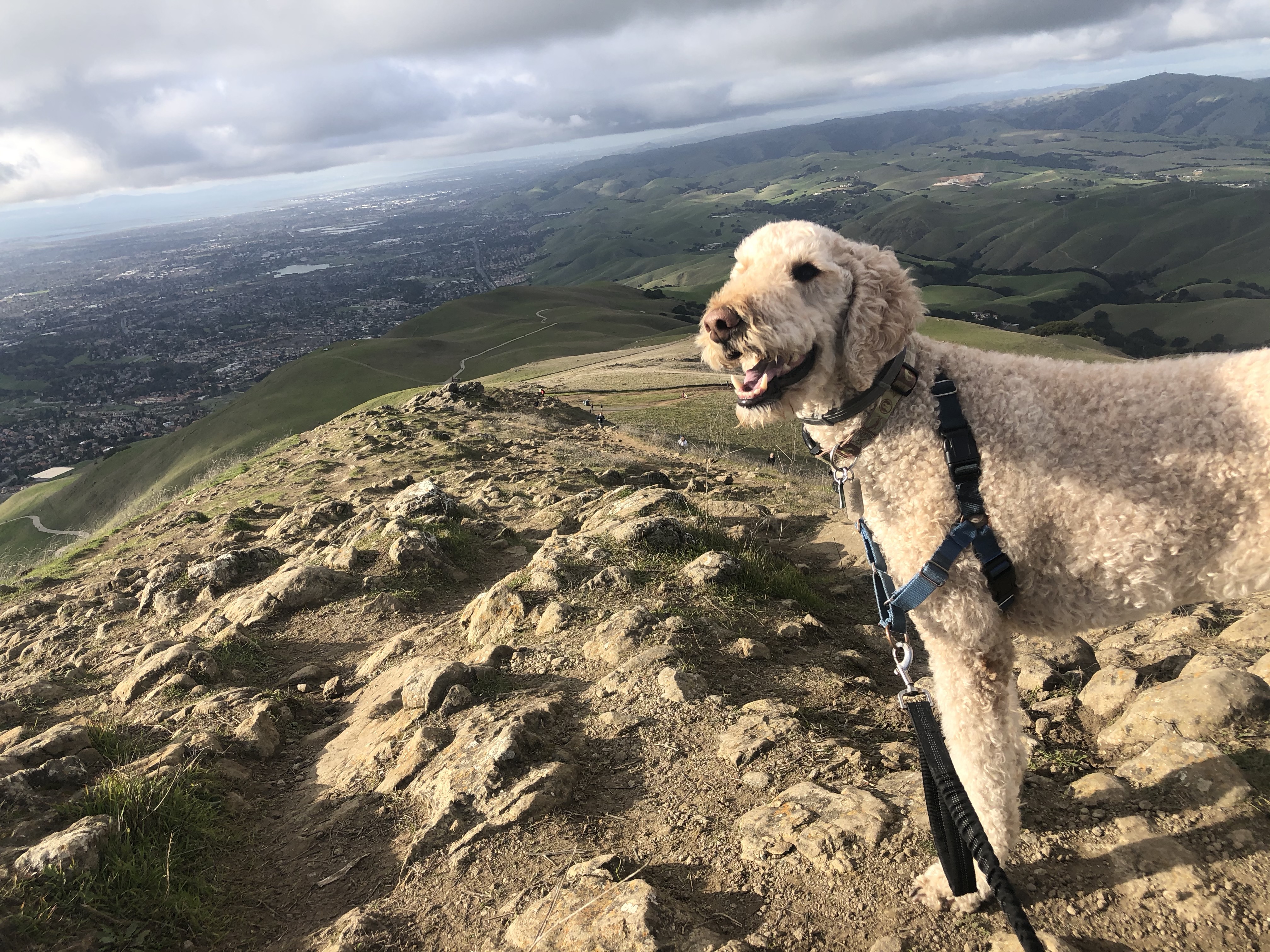 Dogs of bay area san francisco